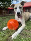 adoptable Dog in  named GRIZZLY