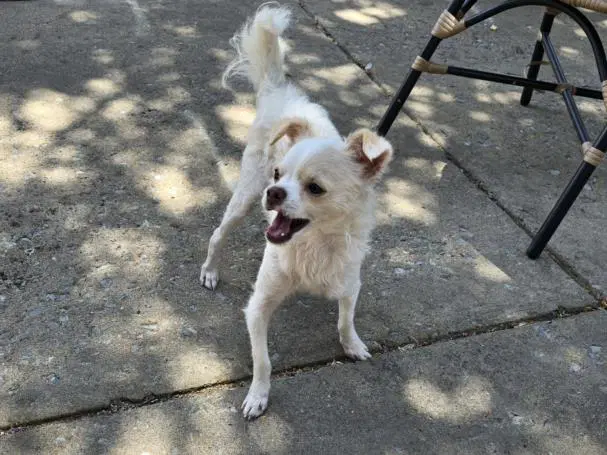 Qtip - Chihuahua