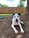 adoptable Dog in Plano, TX named CAISSON