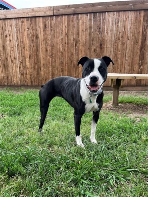 adoptable Dog in Plano, TX named DAHLIA