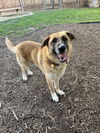 adoptable Dog in  named JAKE