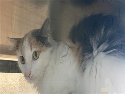 picture of the cat needing adoption