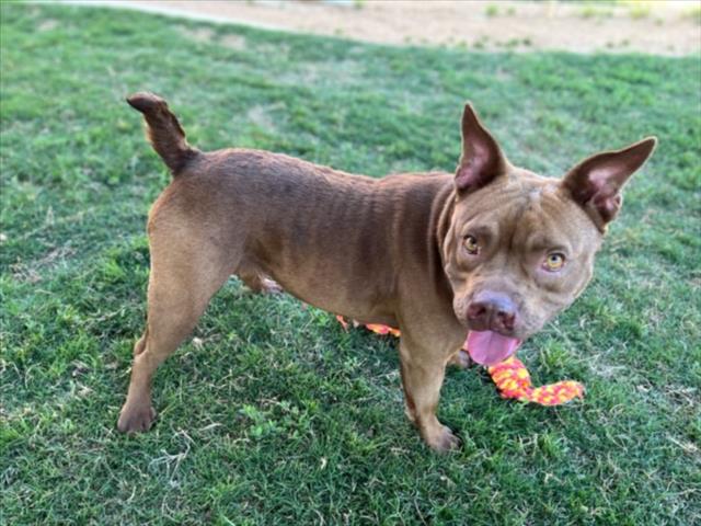 adoptable Dog in Plano, TX named CINNAMON