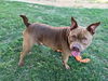 adoptable Dog in Plano, TX named CINNAMON