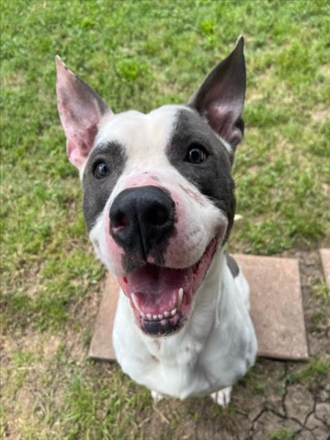 picture of the dog needing adoption