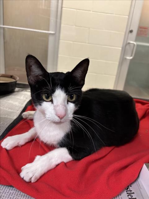 picture of the cat needing adoption