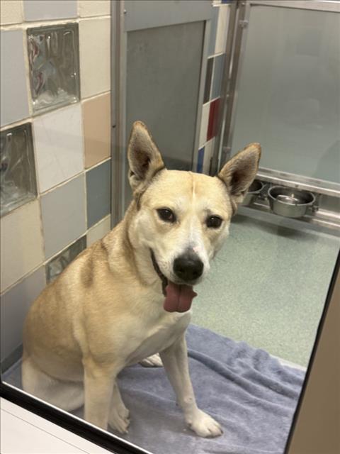 picture of the dog needing adoption