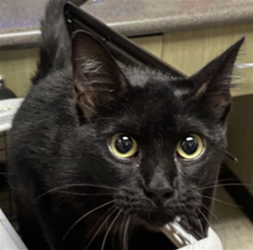 picture of the cat needing adoption
