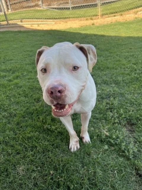 adoptable Dog in Plano, TX named COWBOY