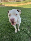 adoptable Dog in Plano, TX named COWBOY