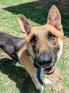 adoptable Dog in  named COBRA