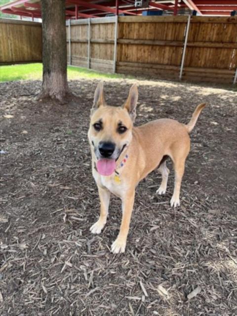 adoptable Dog in Plano, TX named AIMEE LEIGH