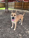 adoptable Dog in  named AIMEE LEIGH