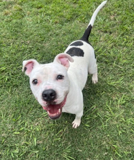 adoptable Dog in Plano, TX named SPOT