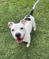 adoptable Dog in Plano, TX named SPOT