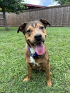 adoptable Dog in  named SOSA