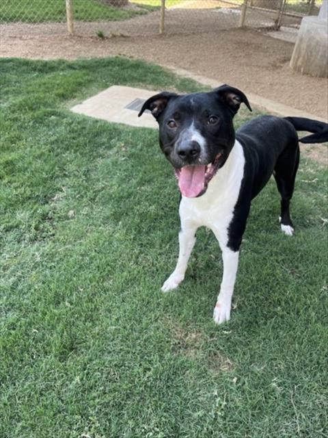 adoptable Dog in Plano, TX named FLETCHER