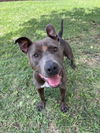 adoptable Dog in Plano, TX named GREY GREY
