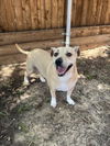 adoptable Dog in Plano, TX named DAISY