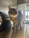adoptable Cat in Plano, TX named ESMERALDA