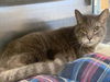 adoptable Cat in Plano, TX named OATMEAL