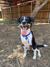 adoptable Dog in Plano, TX named SHILOH