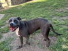 adoptable Dog in Plano, TX named LUCY