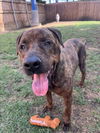 adoptable Dog in  named BRAYDON