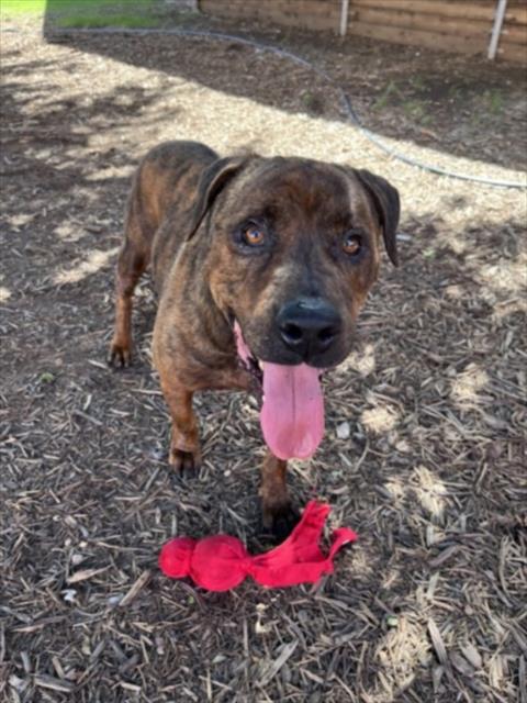 adoptable Dog in Plano, TX named BRAYDON