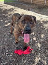 adoptable Dog in Plano, TX named BRAYDON