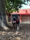 adoptable Dog in Plano, TX named ONYX