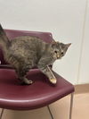 adoptable Cat in Plano, TX named FLOWER