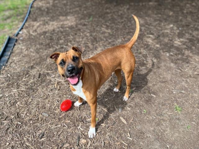 adoptable Dog in Plano, TX named MAGGIE
