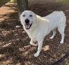adoptable Dog in  named ROKI