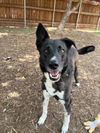 adoptable Dog in  named SADIE