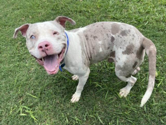 adoptable Dog in Plano, TX named ZEUS