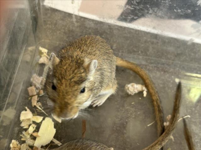 adoptable Gerbil in Plano, TX named MERBEL