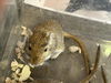 adoptable Gerbil in Plano, TX named MERBEL