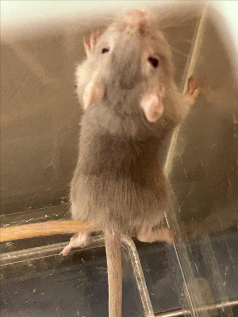 adoptable Gerbil in Plano, TX named WINIFRED