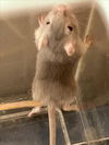 adoptable Gerbil in Plano, TX named WINIFRED