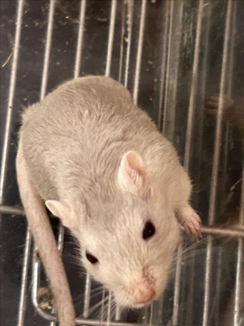 adoptable Gerbil in Plano, TX named SARAH