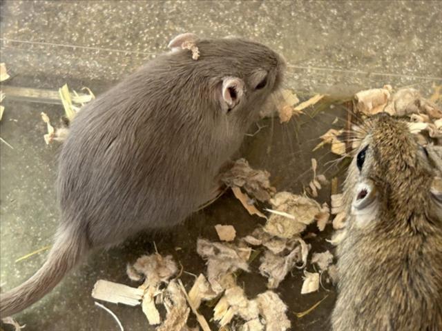 adoptable Gerbil in Plano, TX named JOKER