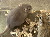 adoptable Gerbil in Plano, TX named JOKER