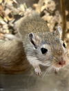 adoptable Gerbil in Plano, TX named PRINCE