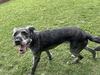 adoptable Dog in Plano, TX named SCOUT
