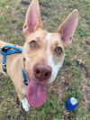 adoptable Dog in  named OTTO