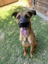 adoptable Dog in Plano, TX named ARCHIE