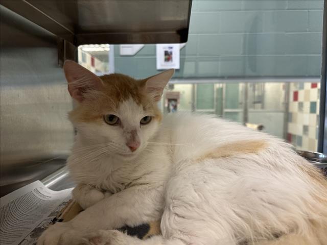 adoptable Cat in Plano, TX named DANNER