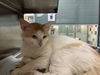 adoptable Cat in  named DANNER