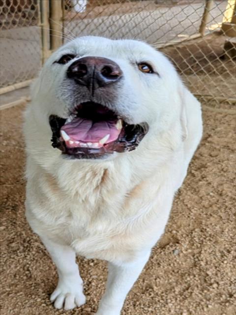 adoptable Dog in Plano, TX named COCO